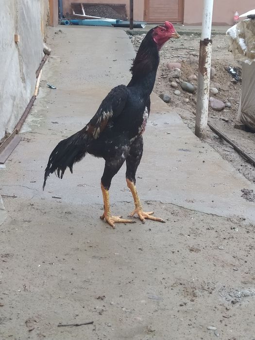 Dakan joja sotiladi Mayiski