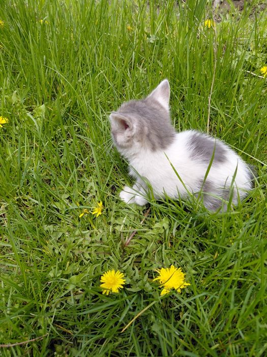 Отдам даром котят