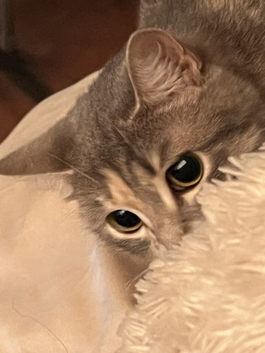 Отдам в хорошие руки