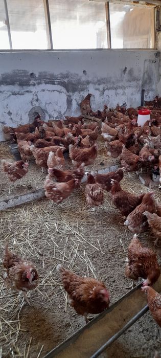 Gaini rosii ouătoare