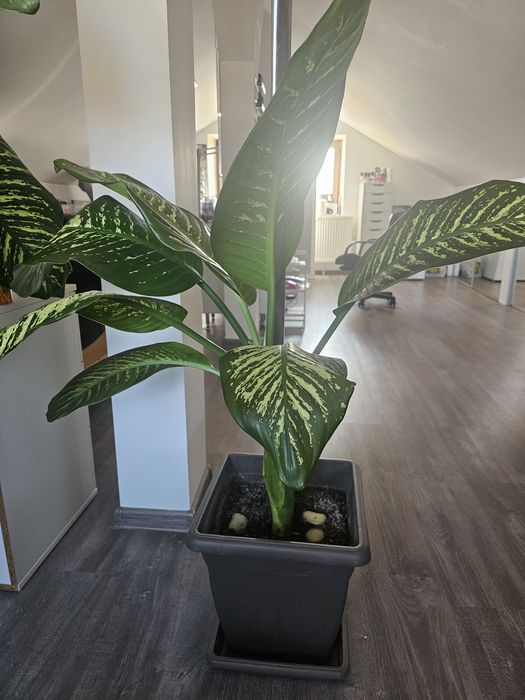 Vand floare de camera Dieffenbachia