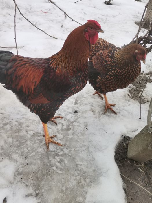 Wiandotte gsg și moțate