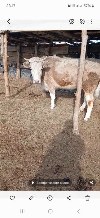 Продам телку 3 года