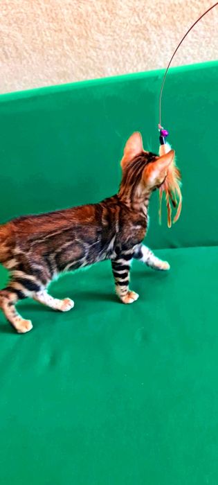 Бронь на Шоу класса бенгальских котят
