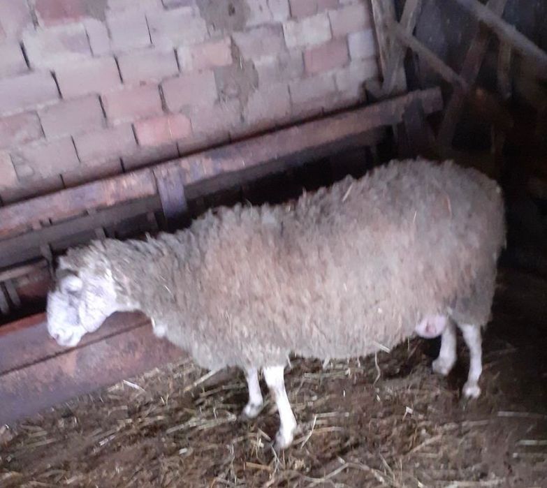 Продавам овца един брой