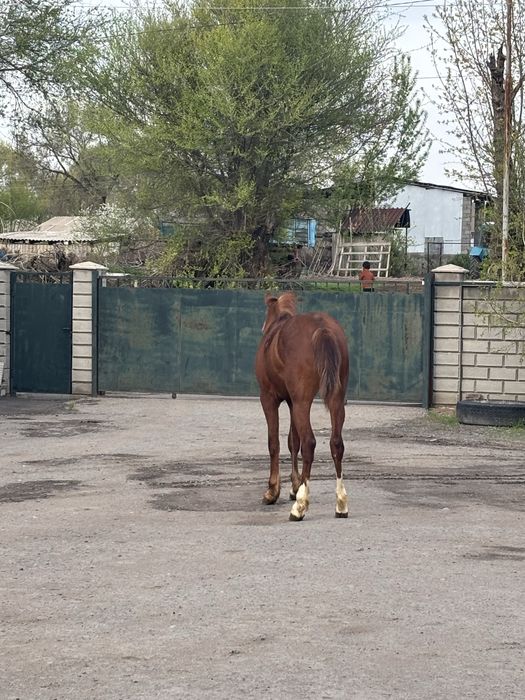 Ассалаумағалейкум осы құнан сатылады