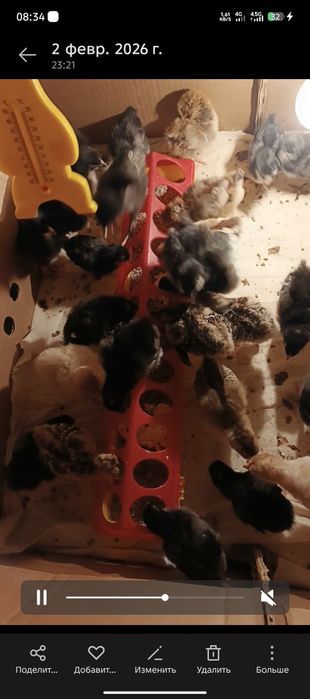 Балапандар сатылады