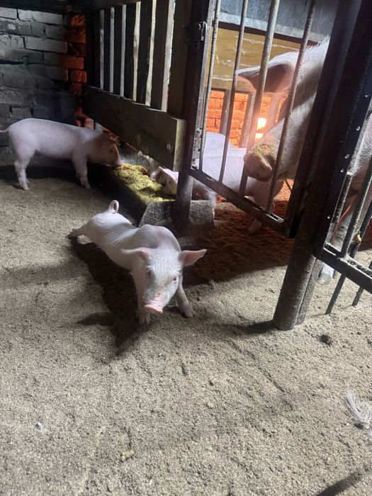 Продам поросят район Опытное поле