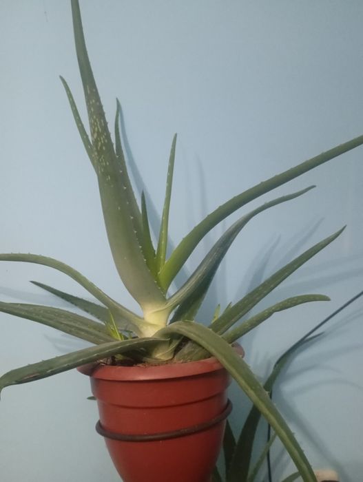 Комнатные цветы алоэ