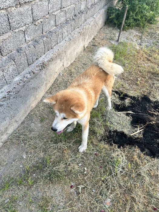 Yapon Inusi Xatiko juda aqlli kuchuk sotiladi.