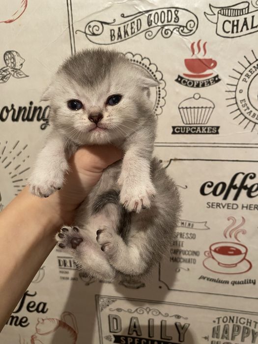Вислоухий мальчик читайте описание