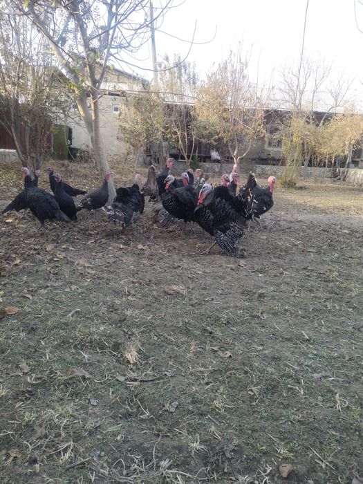 Kurkalar optom sotiladi