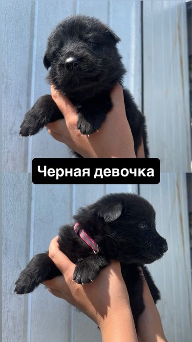 Щенки немецкой овчарки