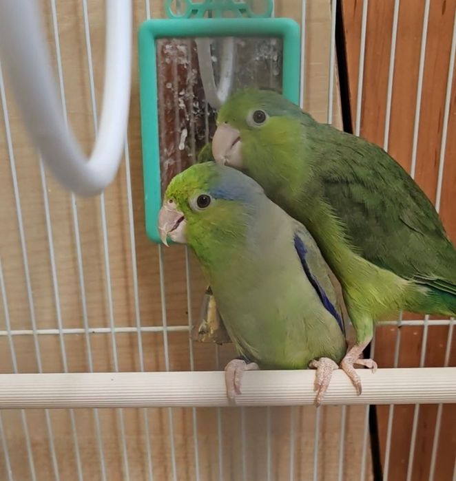 Vând o pereche de papagali forpus sau schimb