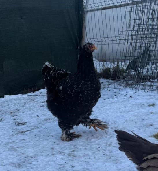 Brahma bobat(alb) sau familii!