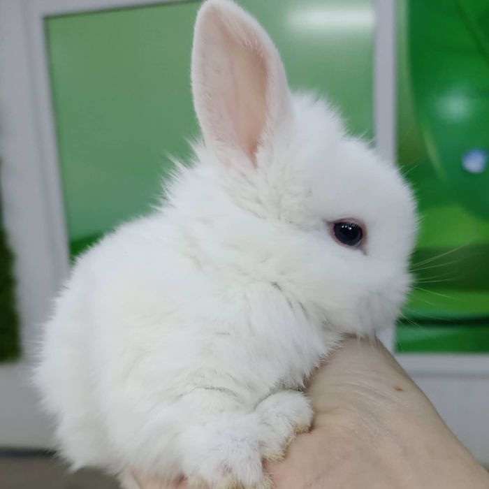 Карликовые домашние кролики