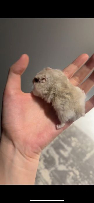 Продается клетка с хомяком + корм