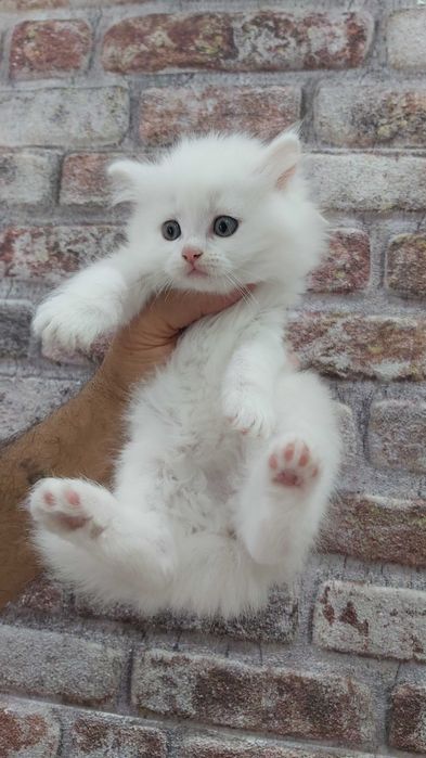 Ангорска котка..