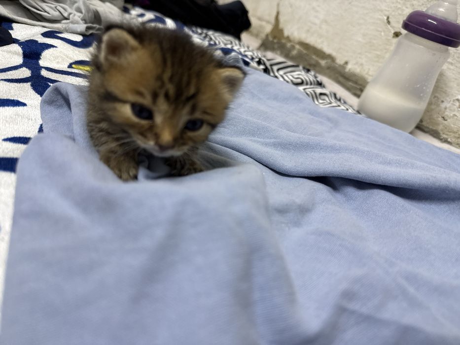 Котята1 месецние