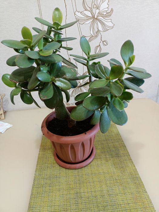 Комнатные цветы "денежное дерево"во"