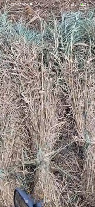 Қамыс 250 даставка