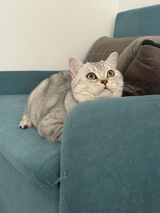 Скотиш страйт породистый шиншила