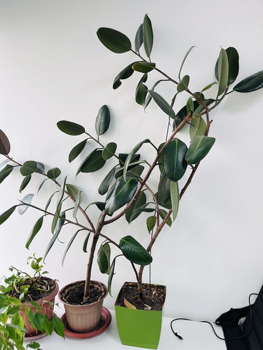 Фикус, 4 штуки в наличие