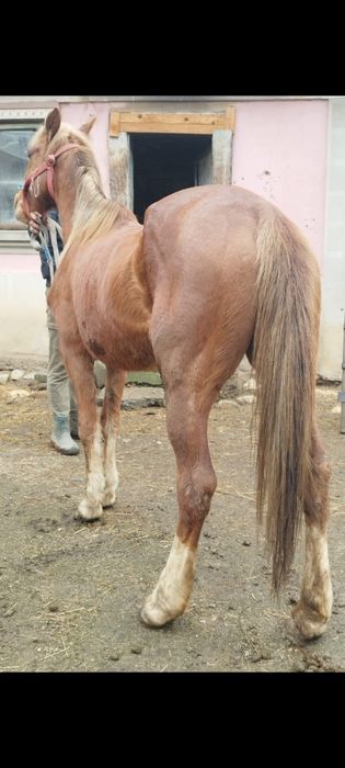 Vând iapă de 7 ani