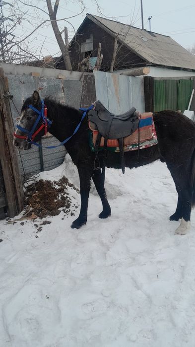 Продам лошадь цена 600 000 тенге