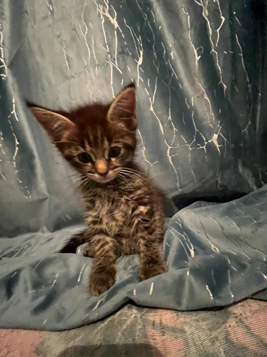 Мейн-кун/шотландская вселаухая