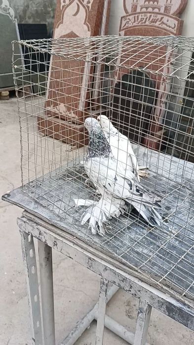 Голуби челкарь и сочиха