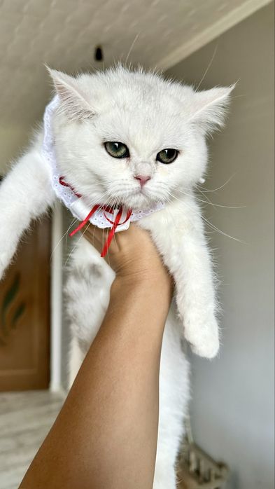 Fetita British Shorthair Chinchilla Silver Superba! Felisa Autorizata