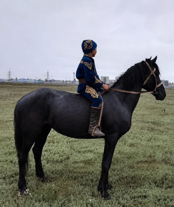 Продам Англо араба