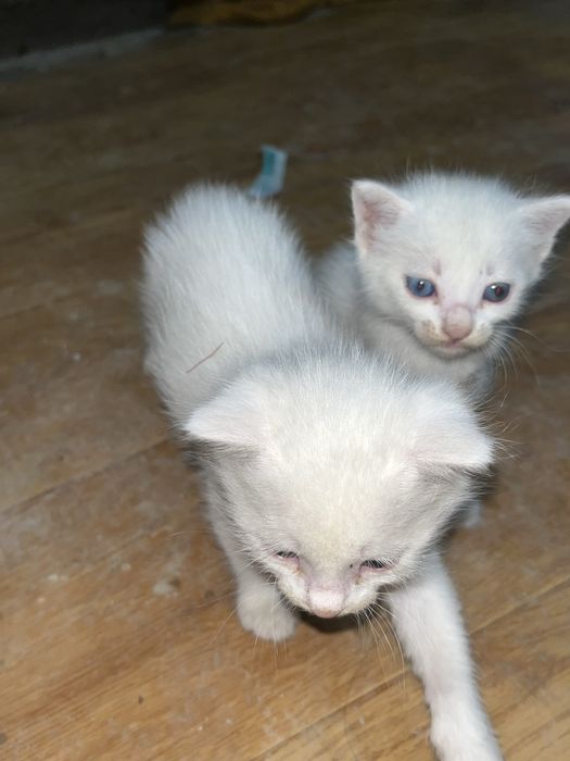 Котята, шотландская порода