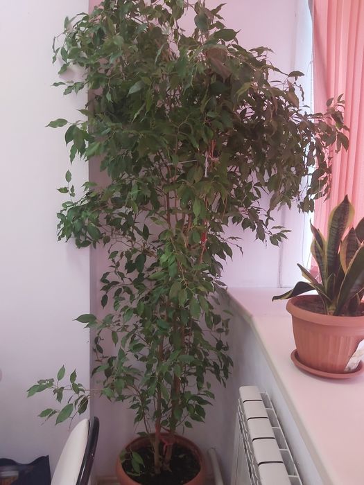 Фикус бенджамина