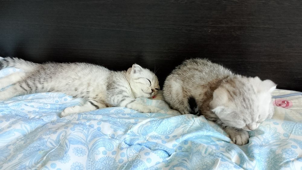 Продам катят скотиш фолд