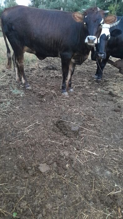 Vând vaca de 7 luni