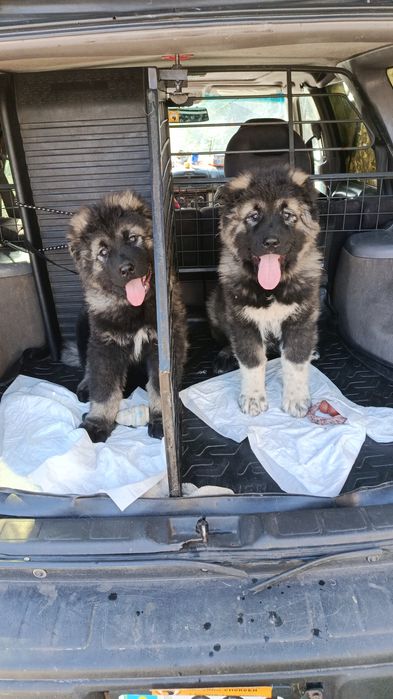 Перевозка животных, Зоотакси