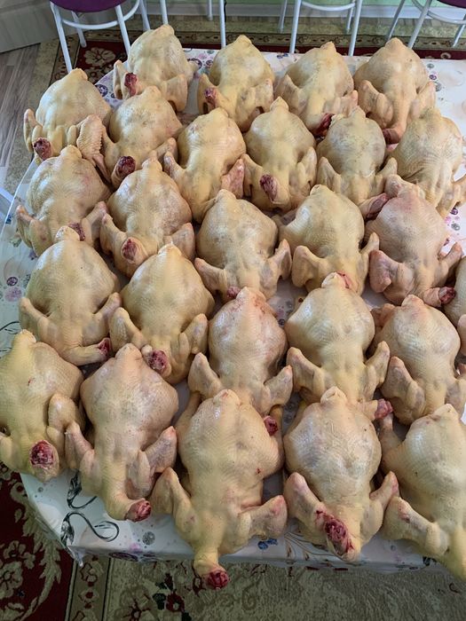 Тауқ еті, Куринны мясо
