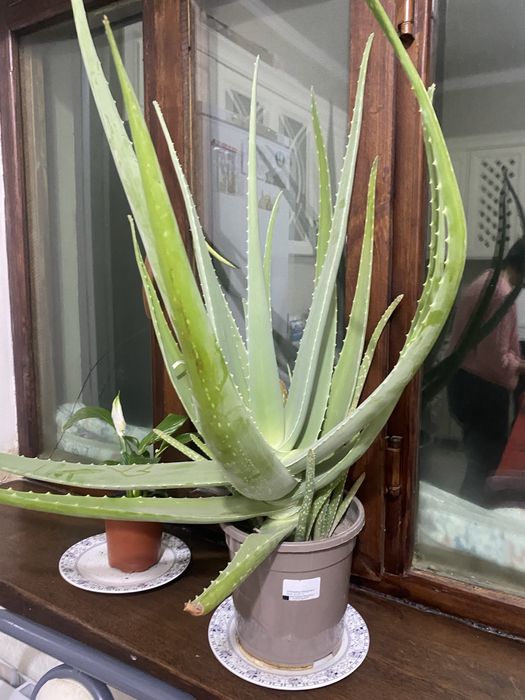 Алое вера продам 5-8 лет примерно