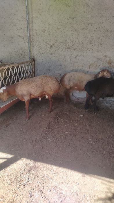 Arashan qoylar sotiladi