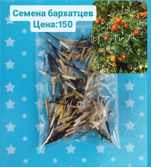 Продаю семени цветов