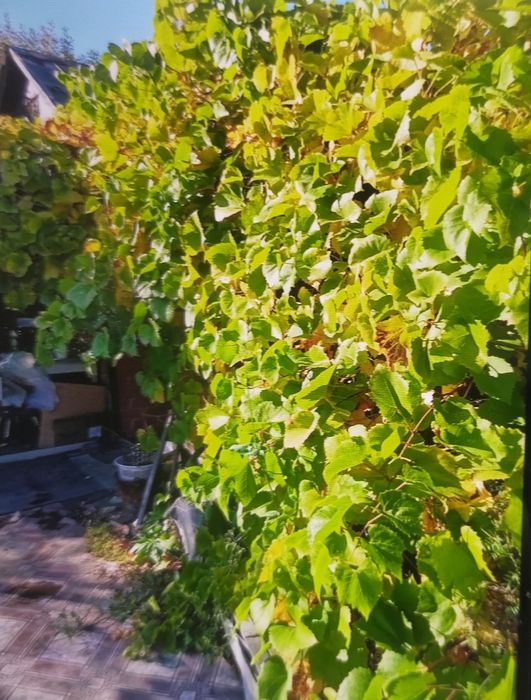 Продам дачу сад " Надежда" 650000 тысяч