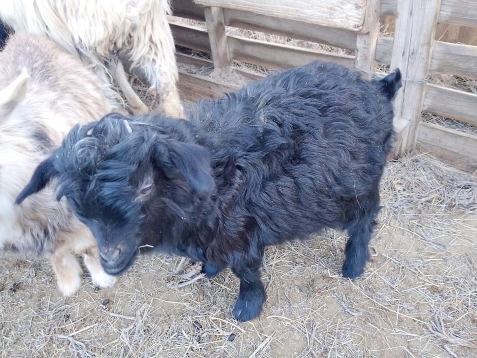 Лақты ешкі сатылады