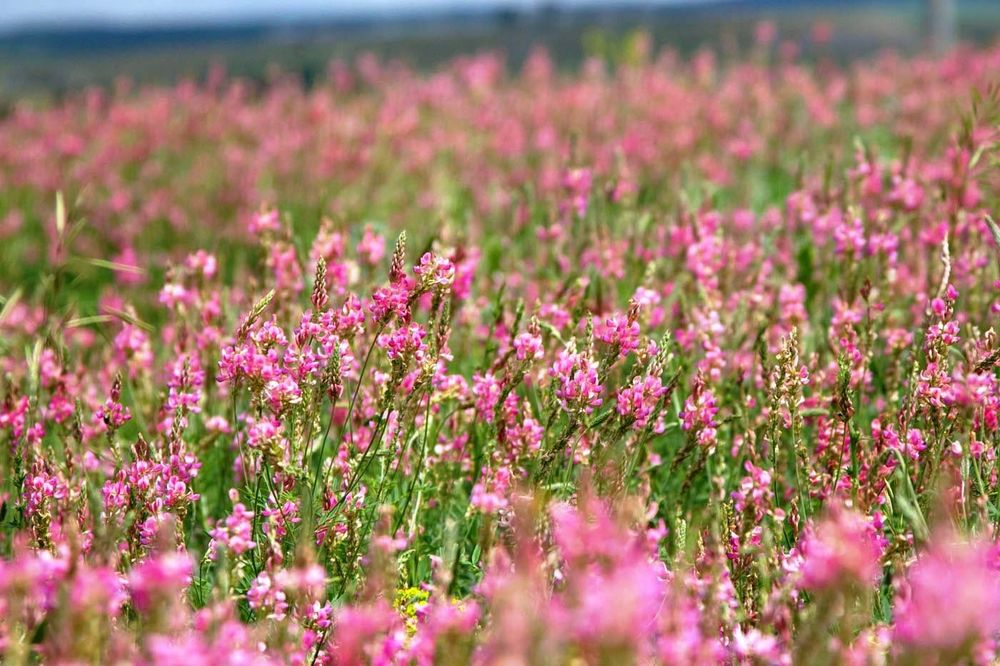Донник Суданка Люцерна Житняк  Кострец