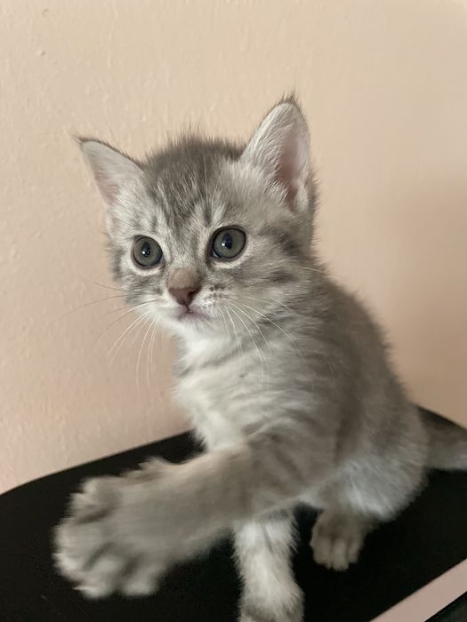 Элитные шотландские котята