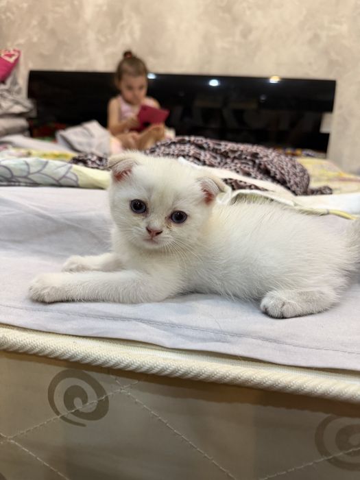 Продается котик премиум класса