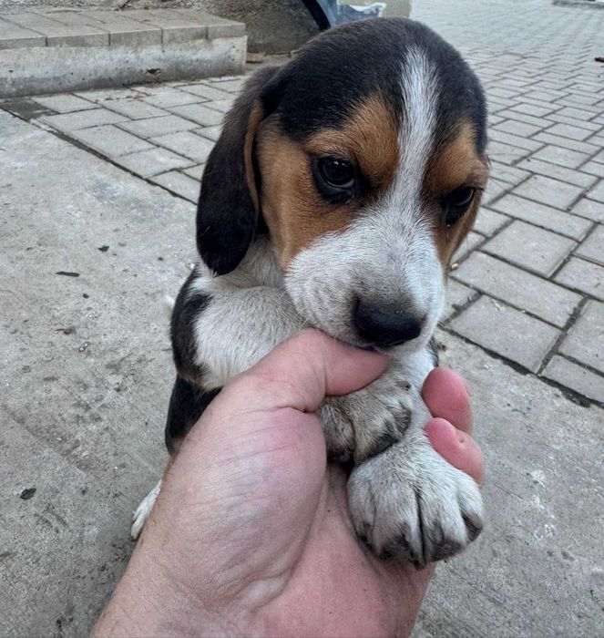 Catelus Beagle Pedigree Tricolor