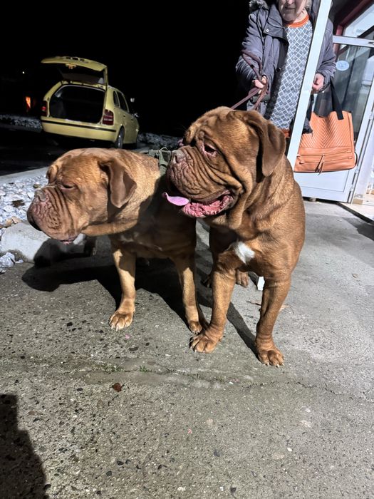 Dog de bordeaux / Дог от бордо / Френски мастиф