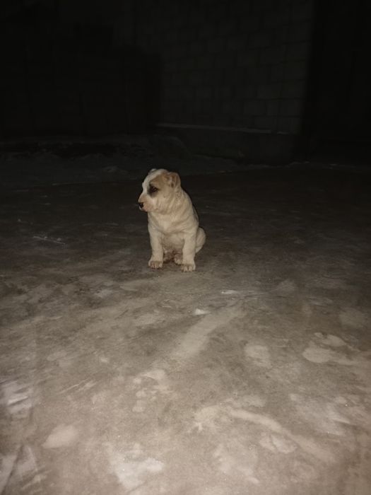 50кундик кушик сатылады.